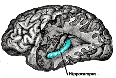 left hippocampus