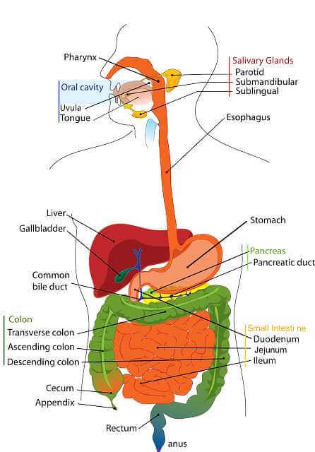 digestive system - Triphala Ke Fayde
